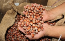 Fındık fiyatları ile ilgili son durum! 22 Ağustos’u kaçırmayın!