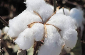 Alkanoğlu Pamuk İthalat için mahkemeden yeni karar! Geçici mühlet süresi bir yıl daha uzatıldı!