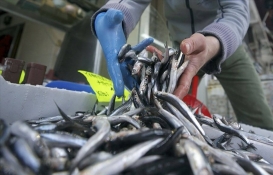 Bu fiyatı gören hamsi yemeye tövbe ediyor!  Fiyatı dudak uçuklattı!